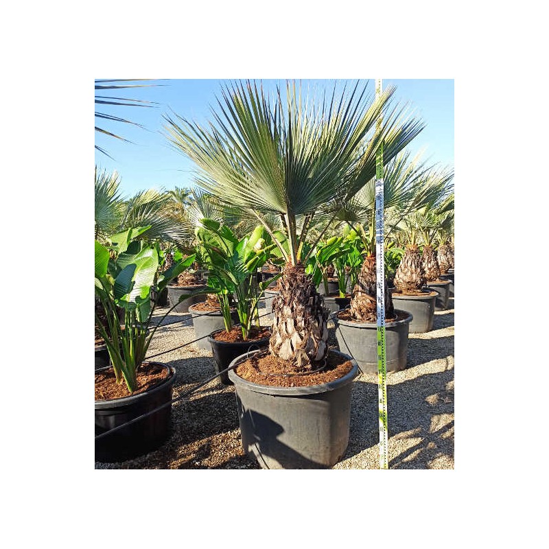 Brahea armata (palmier bleu du mexique) taille pot de 375l tronc de 70/80 hauteur 200/225cm