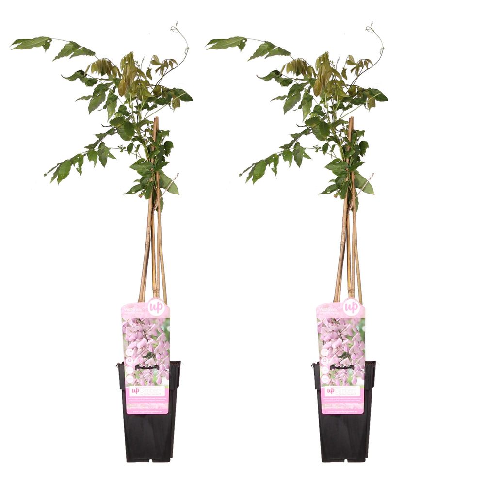Lot de 2 - wisteria floribunda 'rosea' - h65 cm - ø15 cm - plante d'extérieur