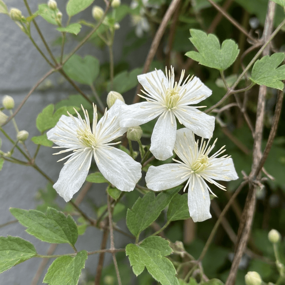 Clématite des haies - grimpante parfumée - plante d'extérieur - lot de 4