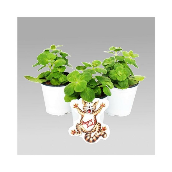 Coleus canina - éloigne chiens et chats - plante répulsif chat - 3 plantes