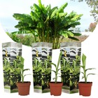 Musa basjoo - set de 3 - bananier tropica rustique plante - pot 9cm - hauteur 25-40cm