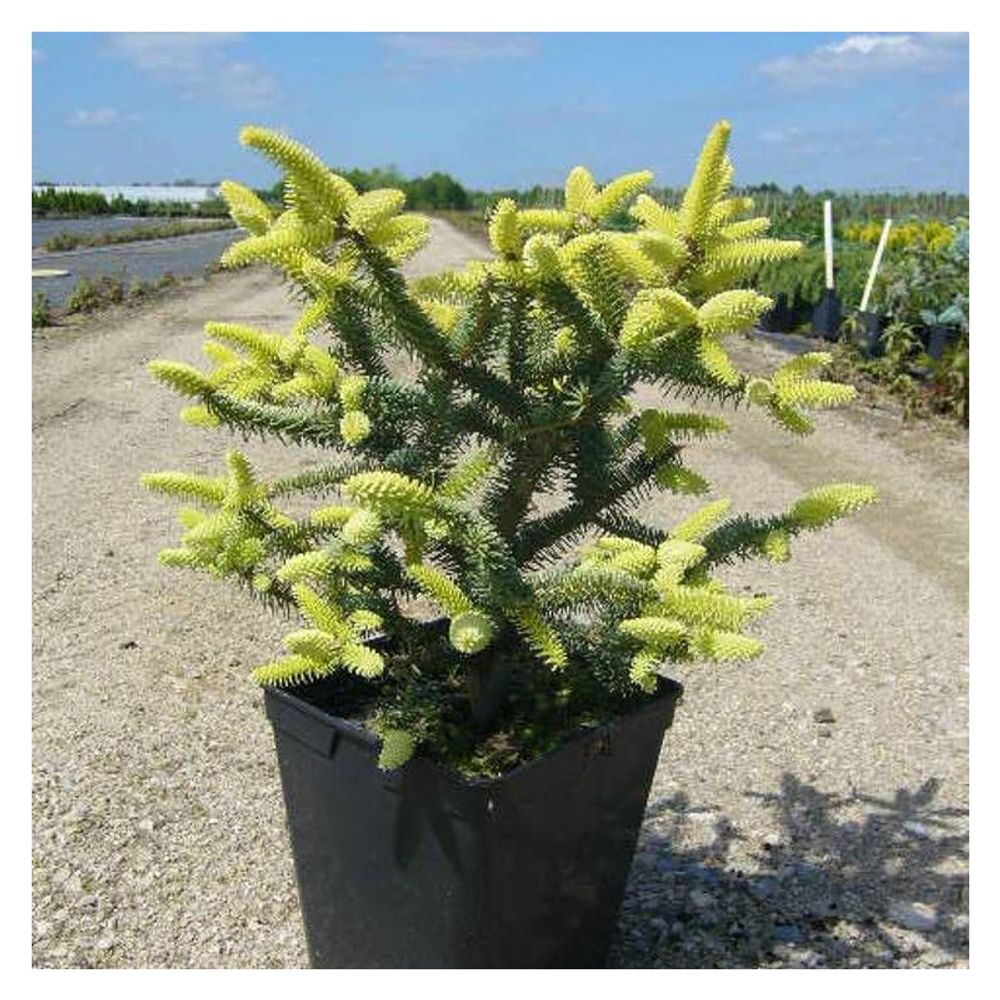Sapin d'andalousie doré, abies pinsapo pot de 3l - 20/40 cm