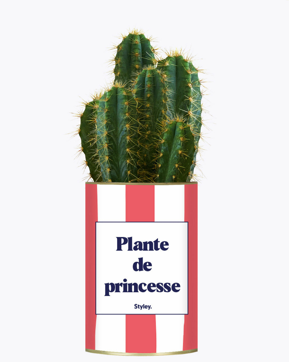 Plante facile à entretenir - plante de princesse - plante