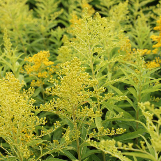 6 x verge d'or 'goldenmosa' - solidago 'goldenmosa' - godet 9cm x 9cm