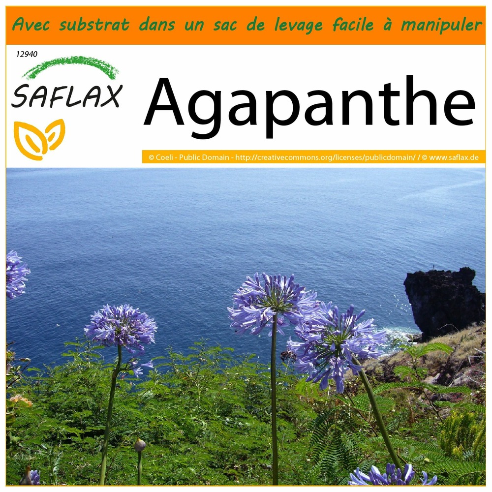 Garden in the bag - agapanthe - 50 graines - agapanthus orientalis ssy. Praecox (blue)