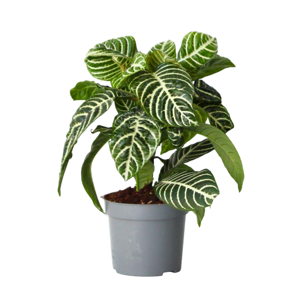 Plante à feuilles panachées - aphelandra squarrosa 'botanica' - h25-45cm - ⌀13cm