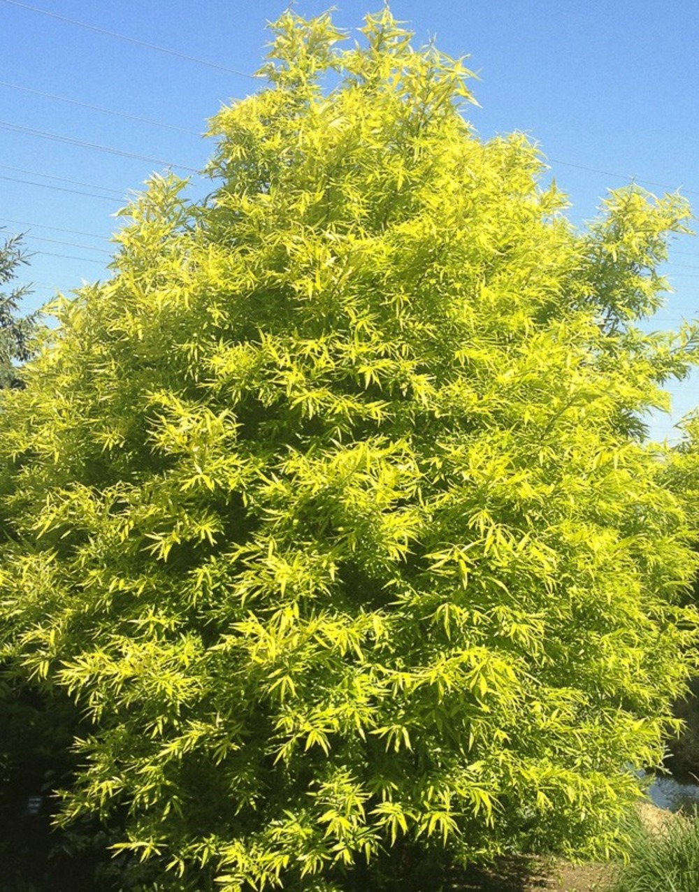 Saule 'golden sunshine' pot de 4l/5l