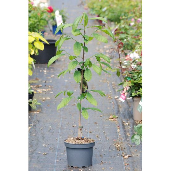 Asiminier 'allegheny ?' - en pot de 5 litres