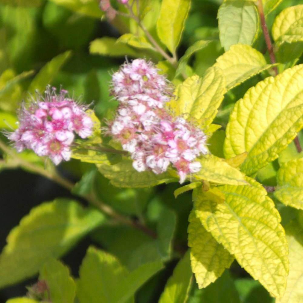 Spirée du japon golden princess, spiraea pot de 3l - 20/40 cm