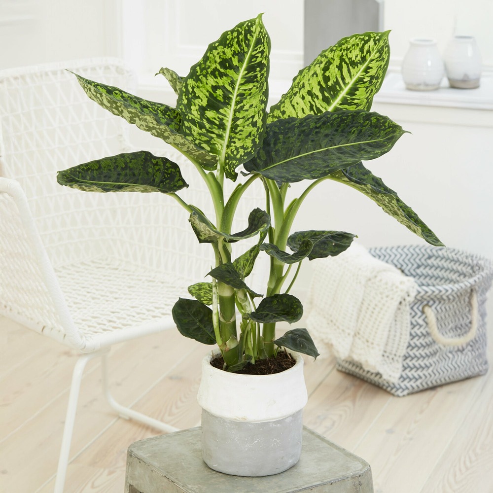 Dieffenbachia reflector - le pot / ø 17cm / hauteur livrée 55-65cm