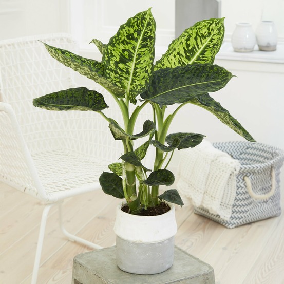 Dieffenbachia reflector - le pot / ø 17cm / hauteur livrée 55-65cm