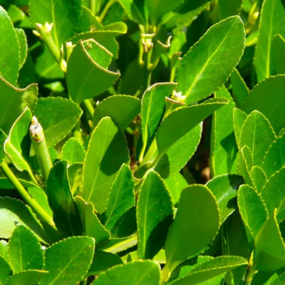 Laurier sauce (laurus nobilis)