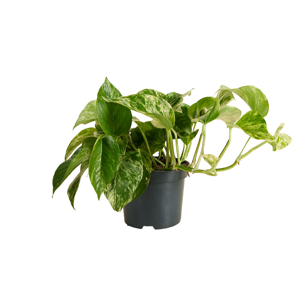 Epipremnum ‘marble queen’ - plante retombante/grimpante - 15-20 cm - pot 12 cm