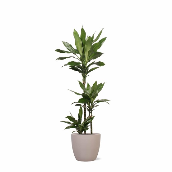Dracaena janet lind et son pot taupe - hauteur 24cm