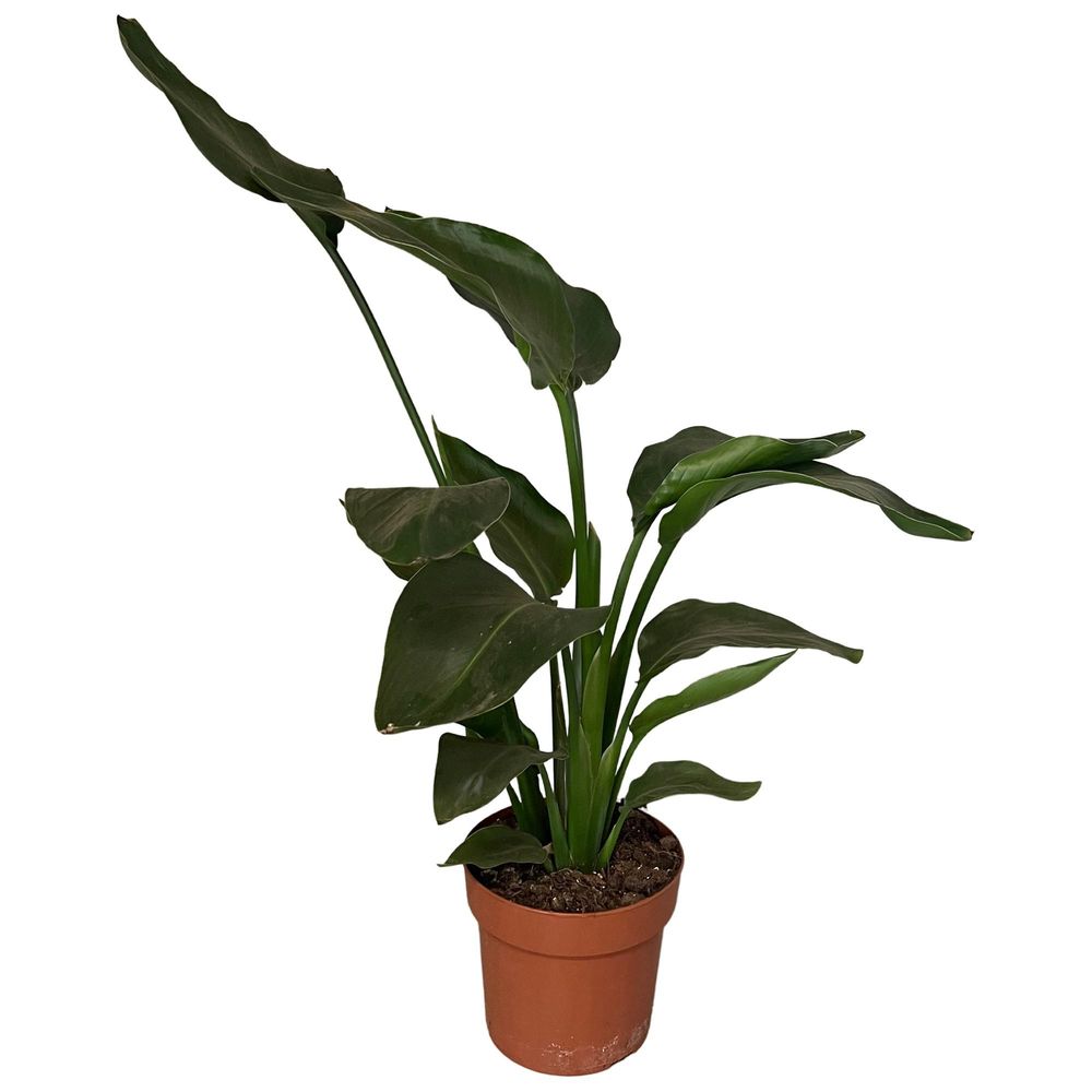 Strelitzia nicolai 2pp - ø17cm - ↕65cm - plantes d'intérieur