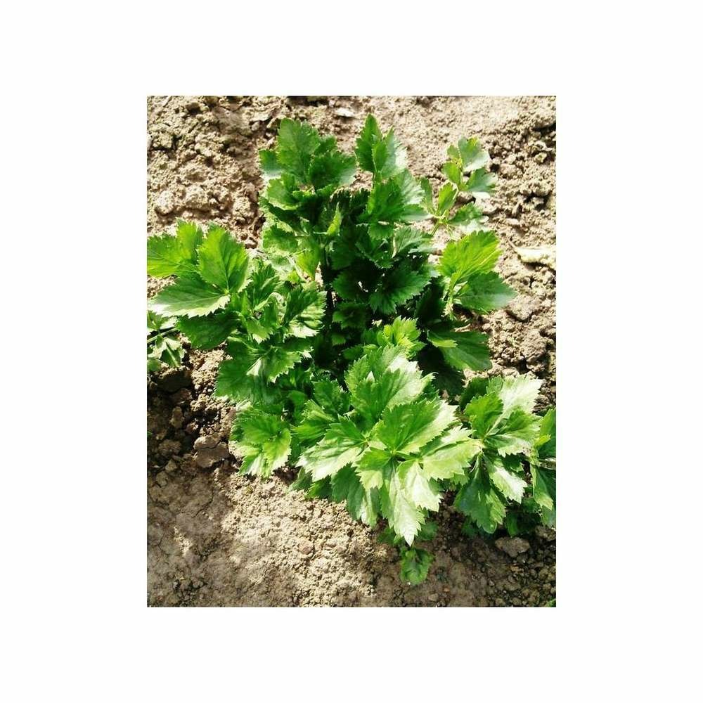 CÃ©leri branche d'Elne