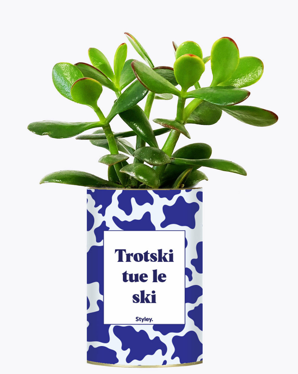 Plante drôle - trotski tue le ski - cactus