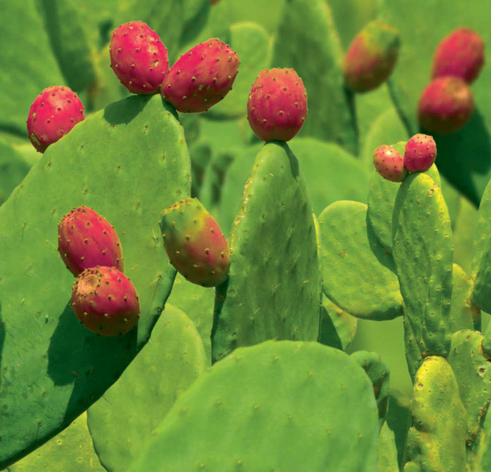 Opuntia ficus indica (figuier de barbarie)- pot de 2 litres ? 20/30 cm