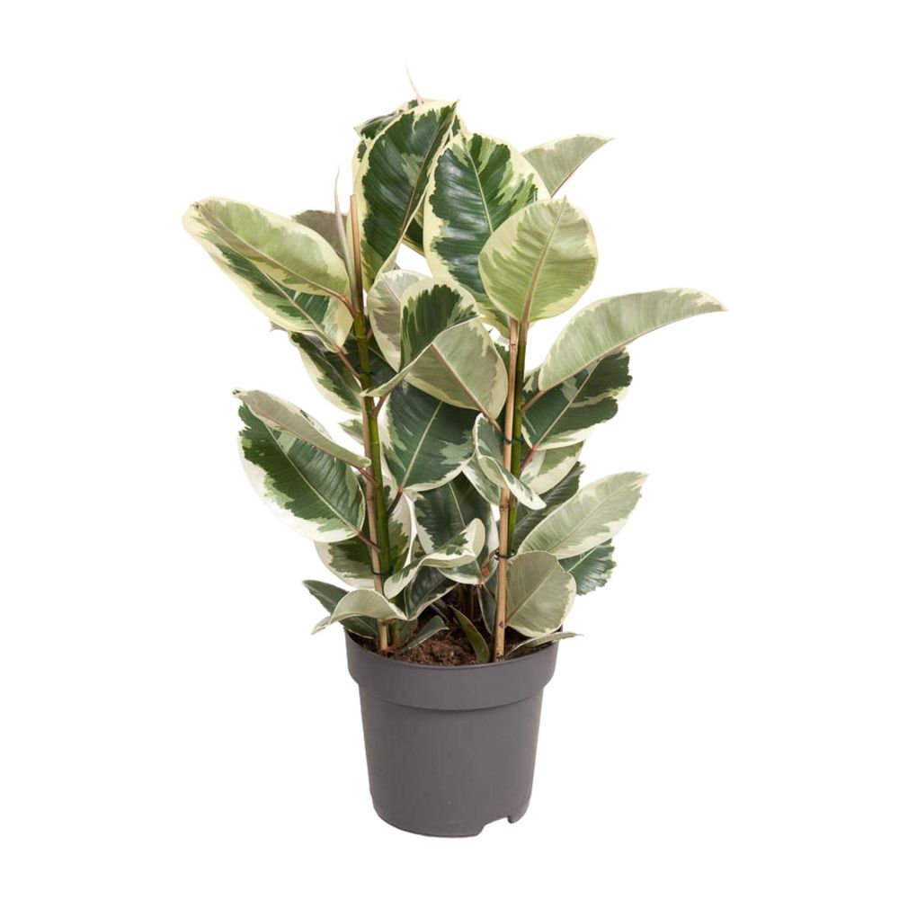 Ficus elastica tineke - ø27cm - ↕100cm - plantes d'intérieur
