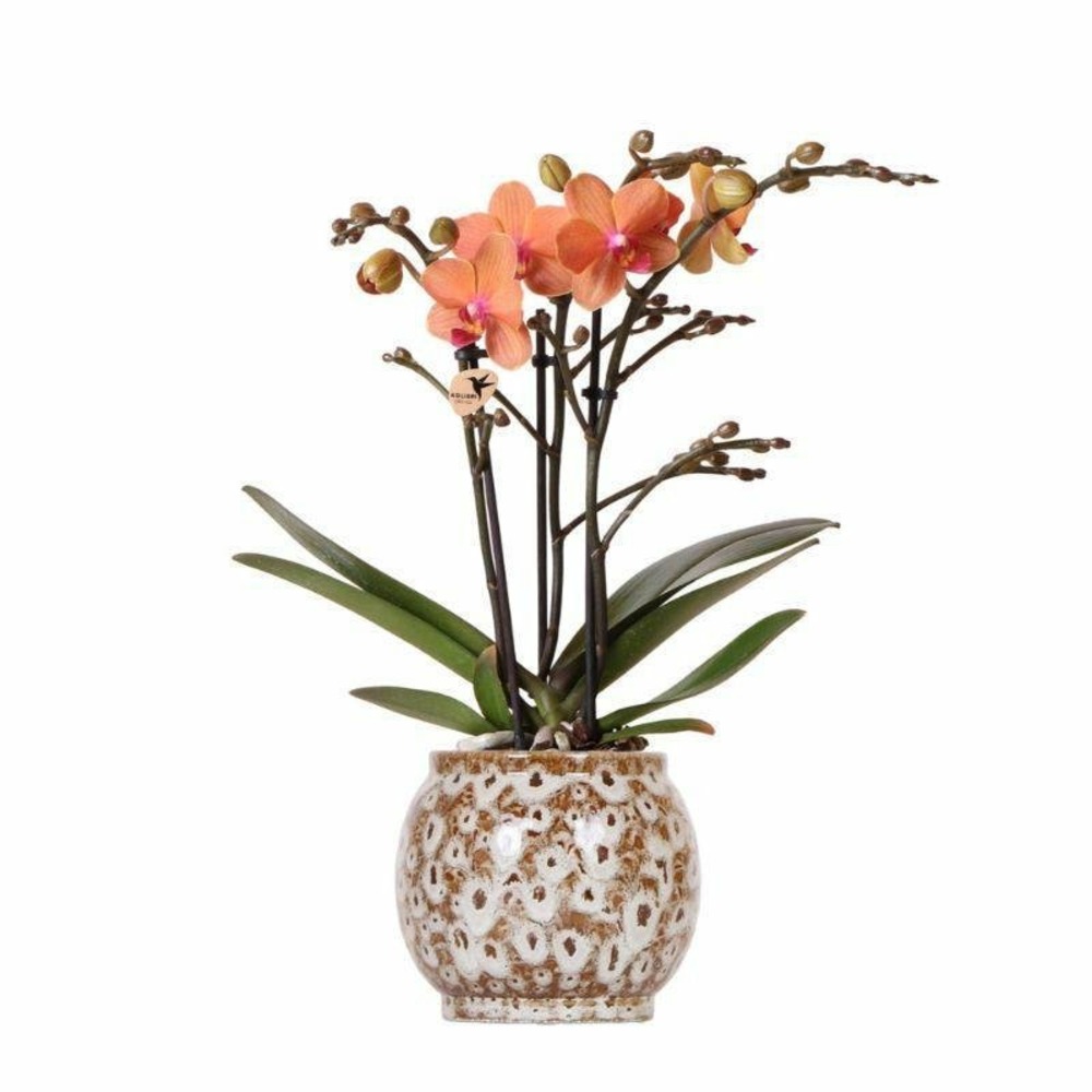 Orchidée corail et son pot safari - hauteur 35cm