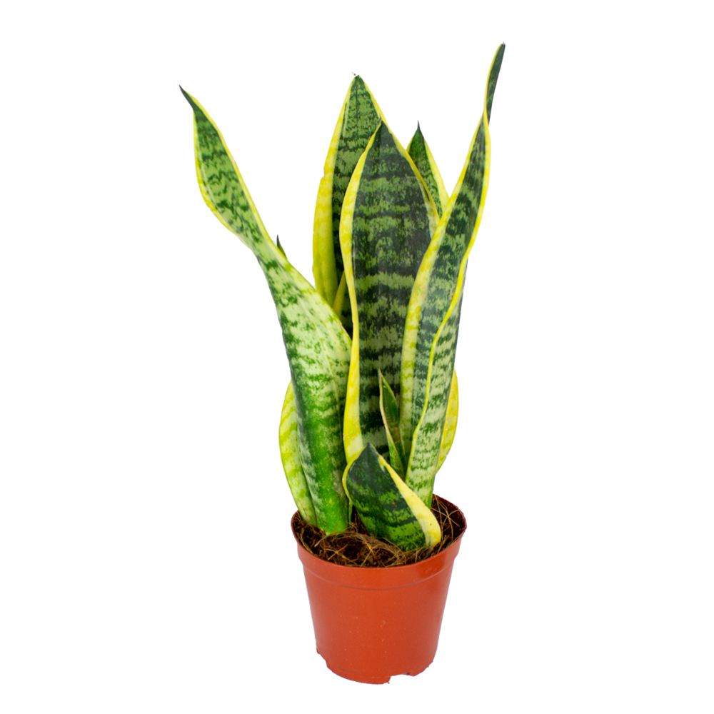 Sansevieria superba - langue de belle-mère - plantes d’intérieur - 20-30 cm de haut - pot 12 cm