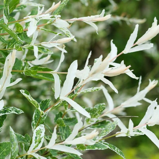 Saule crevette 'hakuro-nishiki' (salix integra 'hakuro-nishiki')