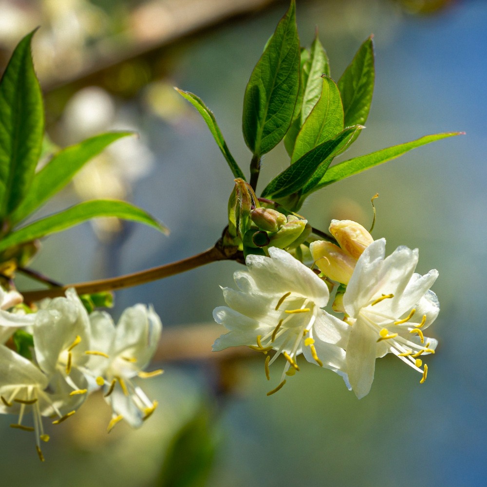 Chèvrefeuille d'hiver - les 2 pots / ø 9cm / hauteur livrée 20-25cm