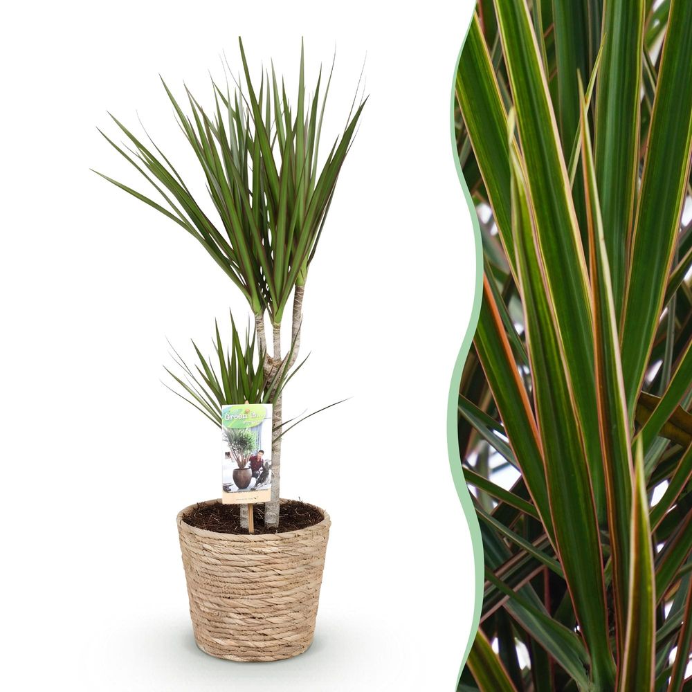 Dracaena marginata - plantes d'intérieur