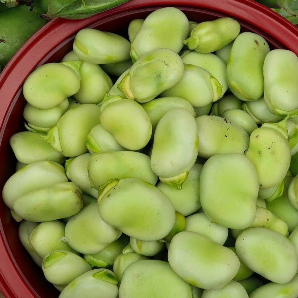 Graines de fève à très longue cosse aguadulce - vilmorin sachet - 20 mètres