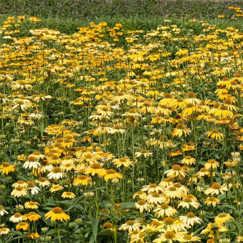 Échinacée purpurea paradiso yellow lot de 3 godets
