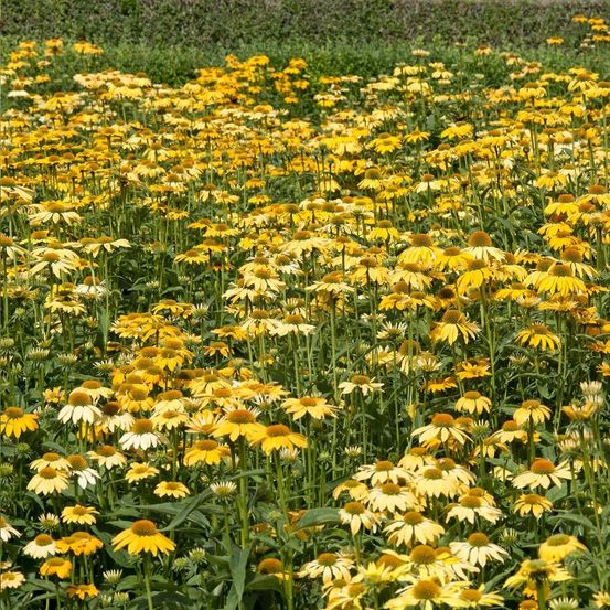 Échinacée purpurea paradiso yellow lot de 3 godets