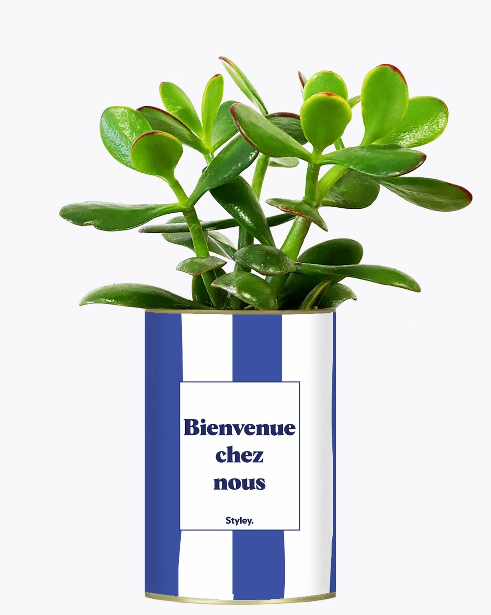 Plante à message - bienvenue chez nous - cactus