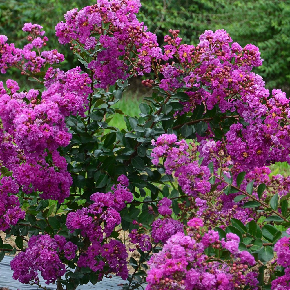 Lilas des indes violet d ete® 'indyvio' pot de 3l/4l