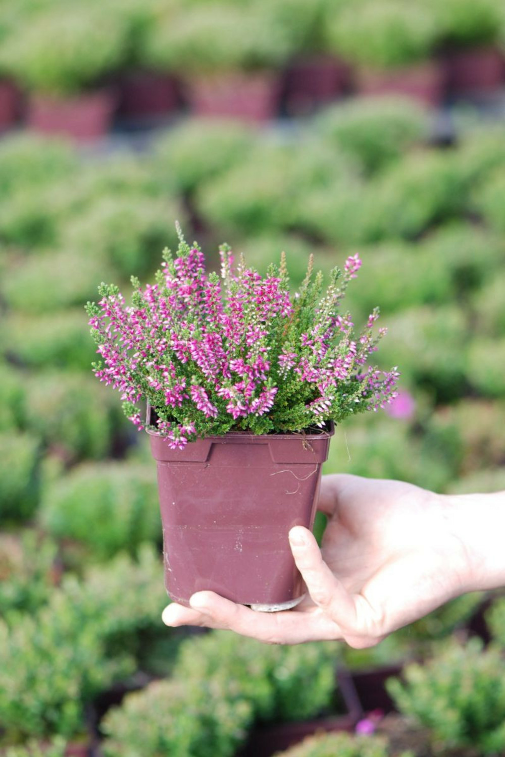 Bruyère d'été 'pink bettina' - en pot de 1 litre