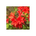 Rhododendron 'knaphill hotspur red' (azalea) - godet 9cm