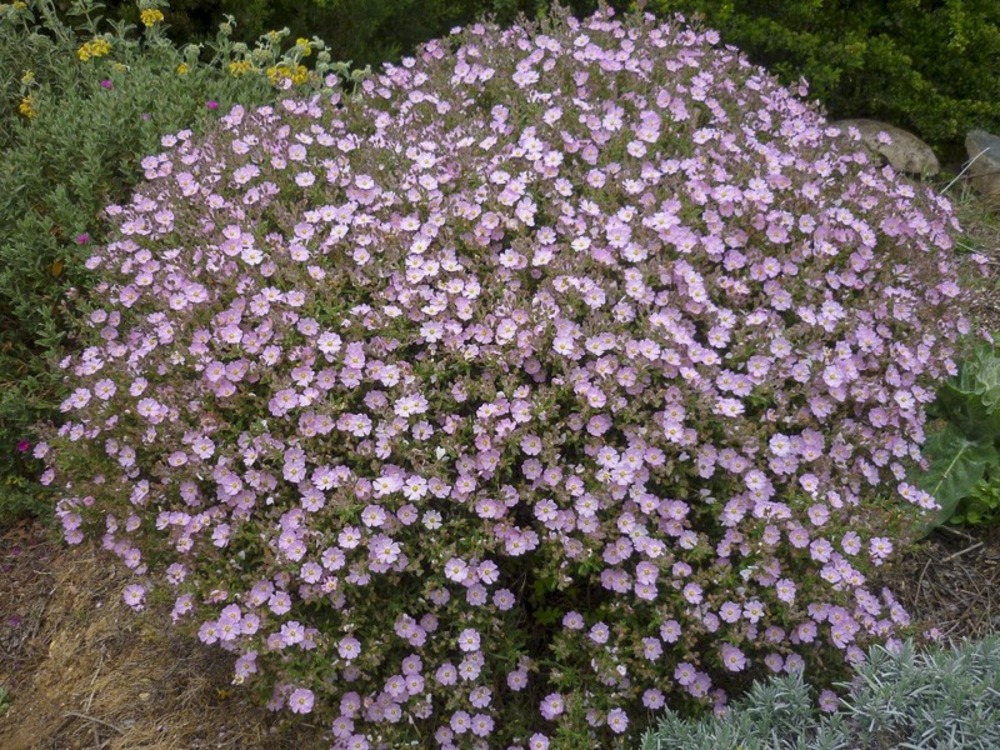 Ciste de grèce pot de 2l/3l