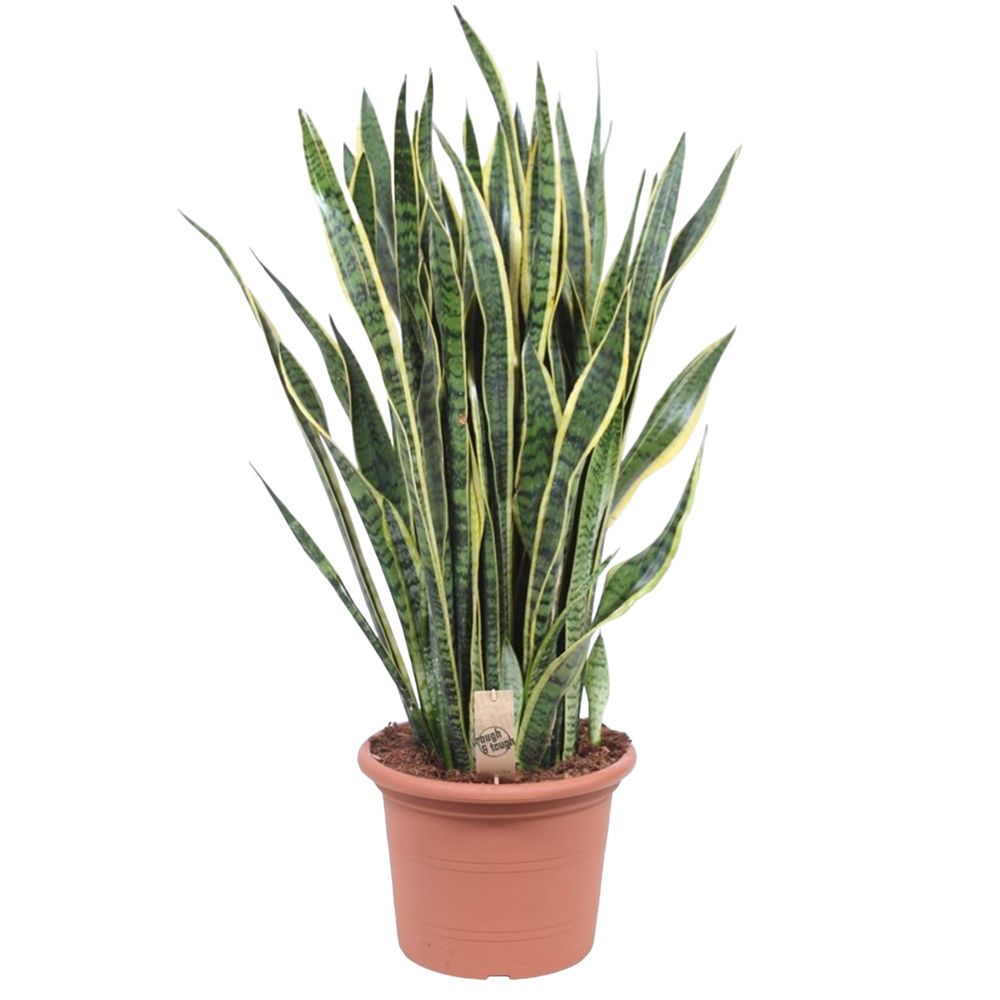 Sansevieria laurentii - plantes d'intérieur