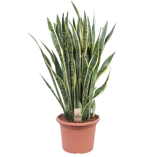 Sansevieria laurentii - plantes d'intérieur