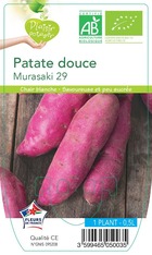 Patate douce murasaki 29-plant ab  en  pot 0.5 l- plante du jardin