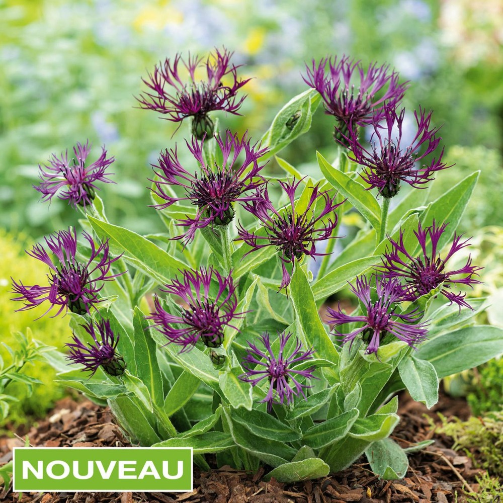 Centaurea montana - 3 godets