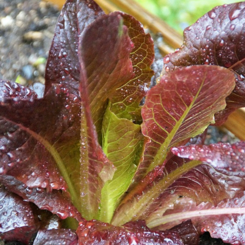 Graines de laitue romaine rouge - prix malin sachet