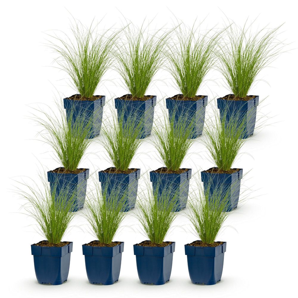 Cheveux d'ange 'ponytails' - lot de 12 - pot 11 cm - hauteur 25 cm - plante d'extérieur