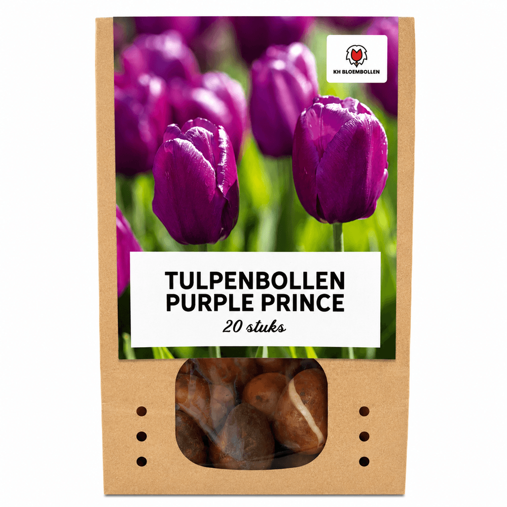 Tulipe purple prince - 20 bulbes