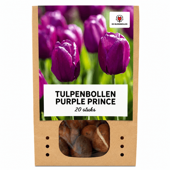 Tulipe purple prince - 20 bulbes