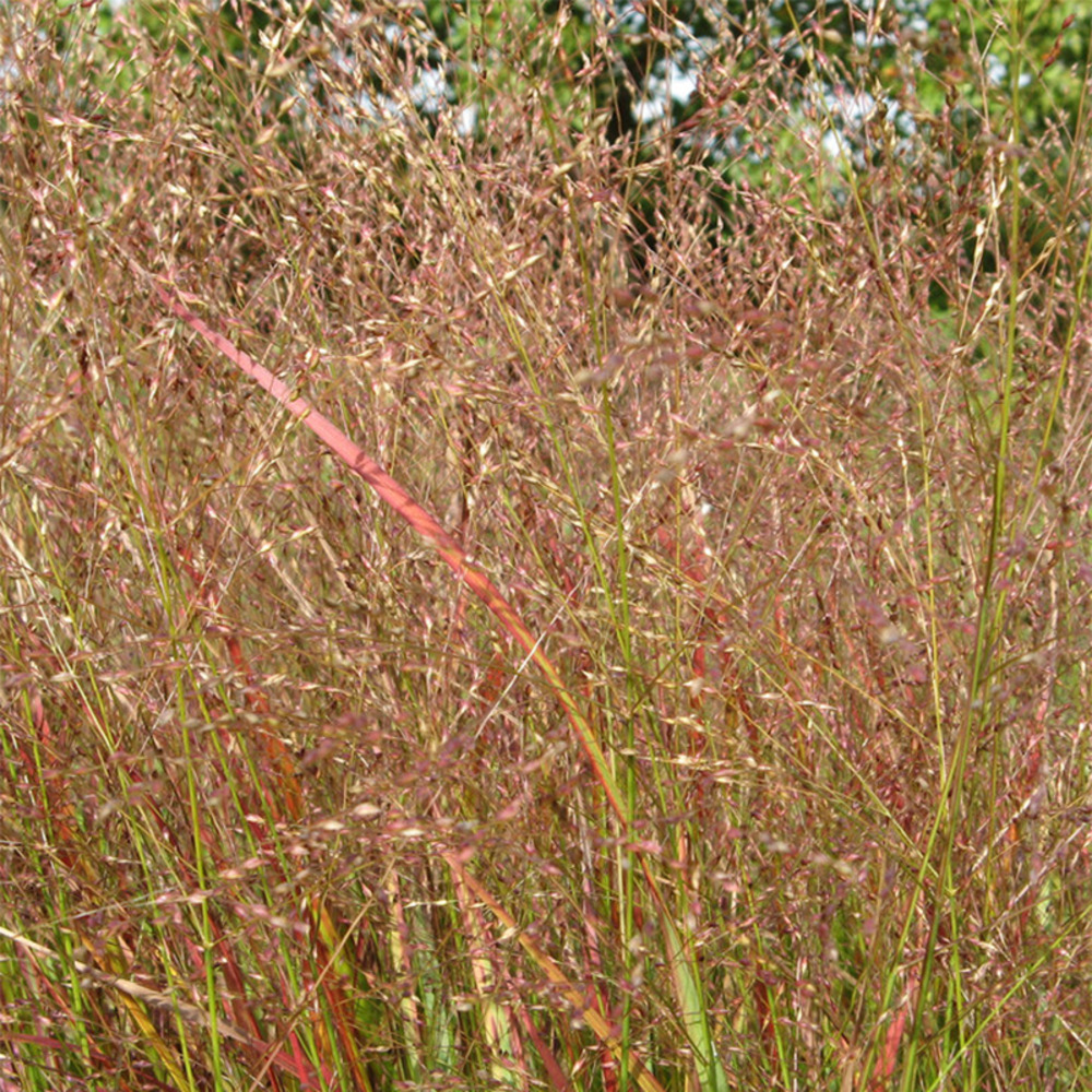 Panic effilé 'hänse herms' godet de 8/9 cm