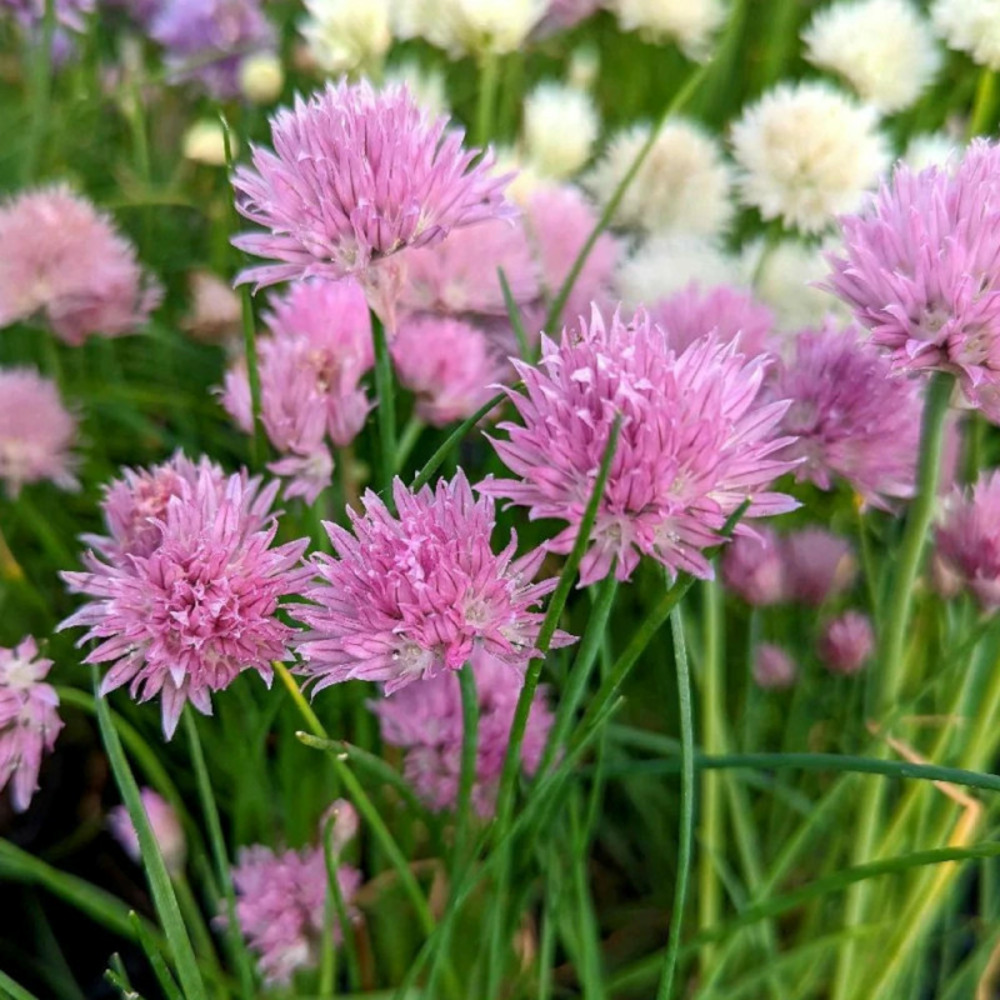 Ciboulette pink one lot de 3 godets