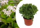 Crassula ovata 'minor' l - plante d'intérieur - succulente - ⌀ 23cm - h45-50cm