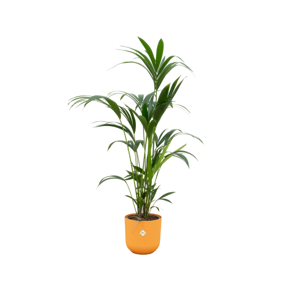 Palmier kentia - plantes d'intérieur