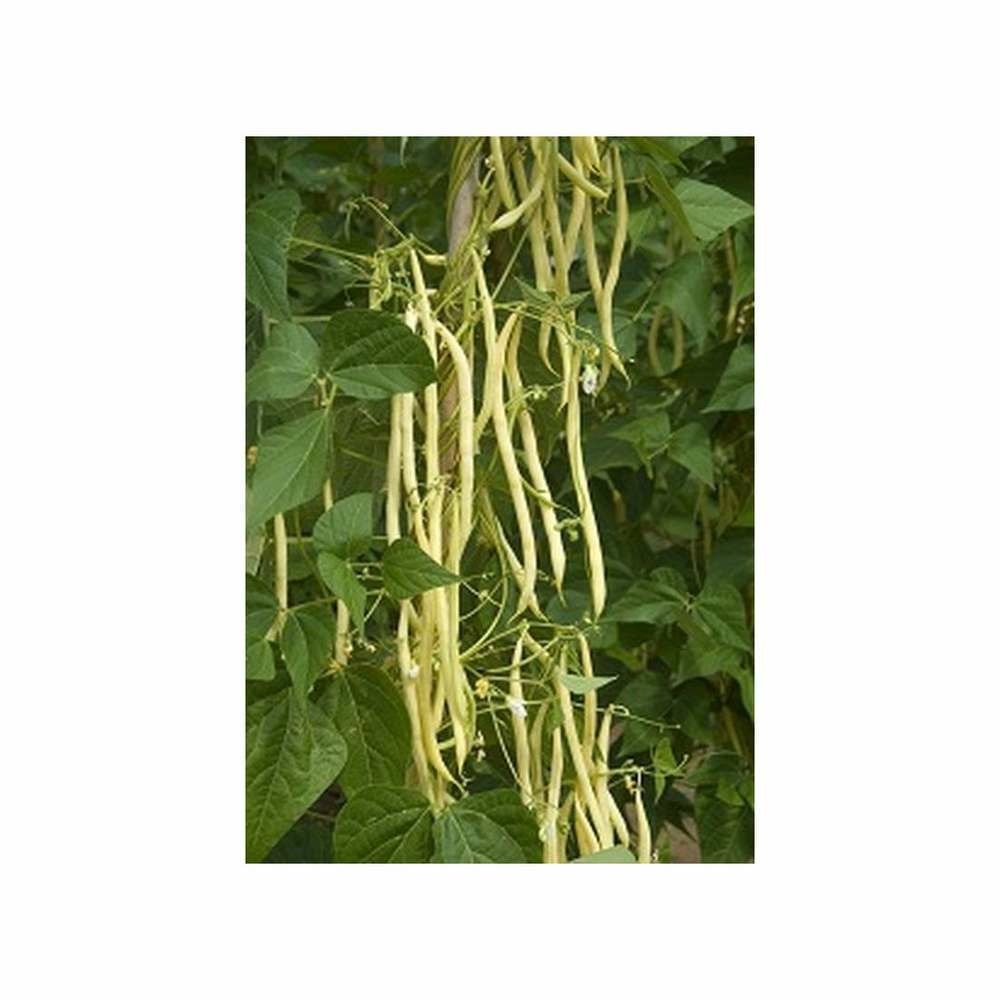 Graines d'haricot à rames mangetout monte gusto