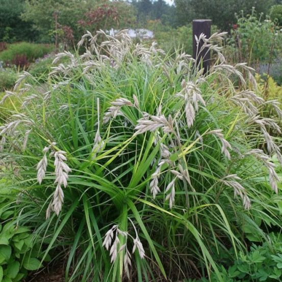 Laîche palmée, carex lot de 9 godets